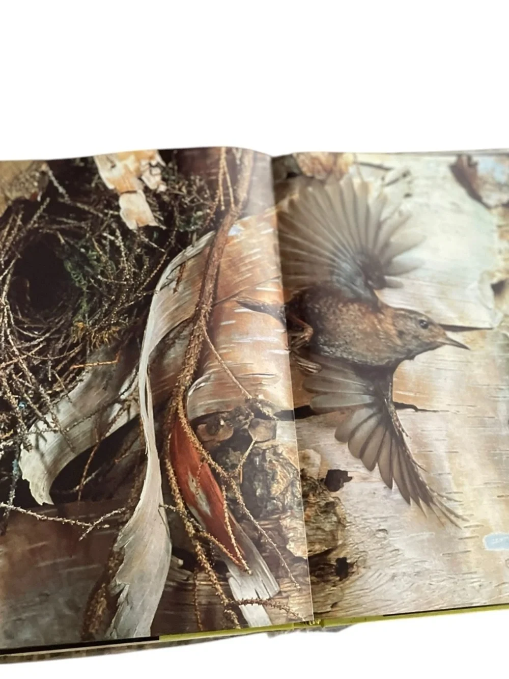 Vtg 1973 book “The Wild Places: A Photographic Celebration of Unspoiled America”